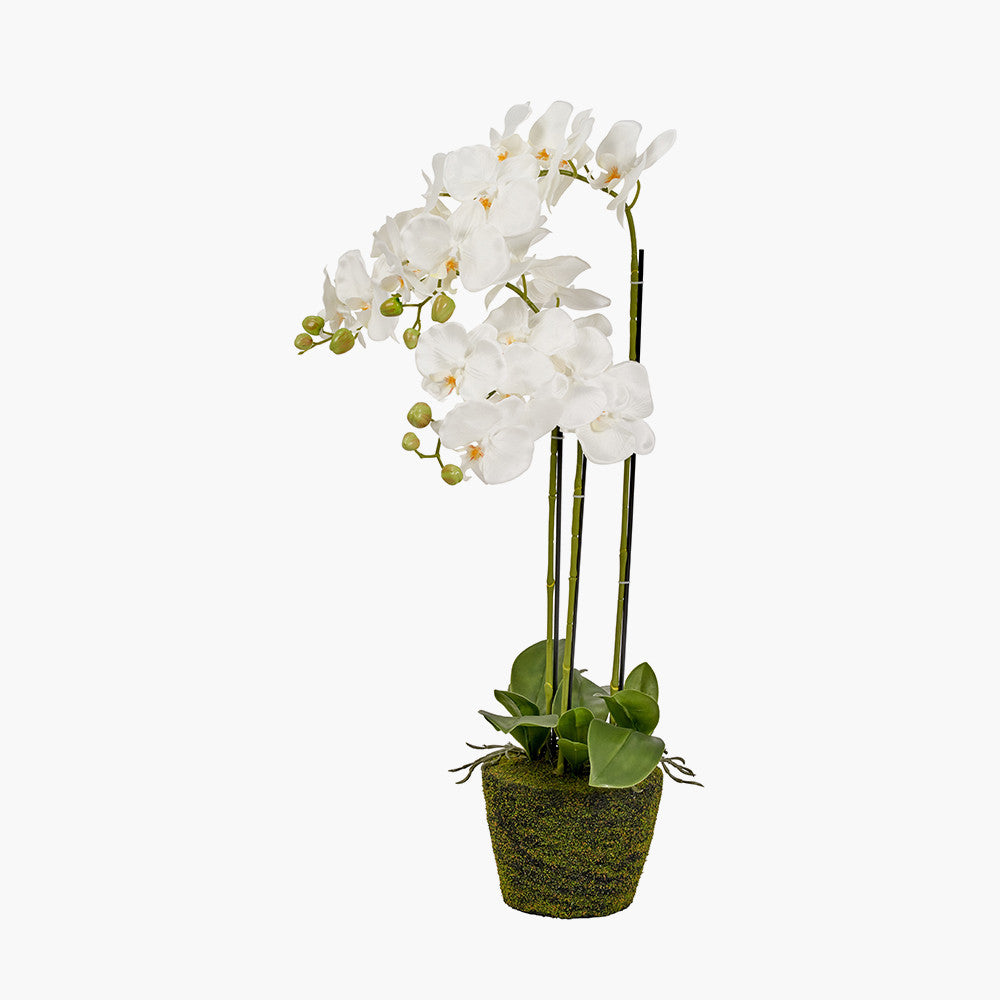 Artificial White Orchid in Moss Pot | Medium